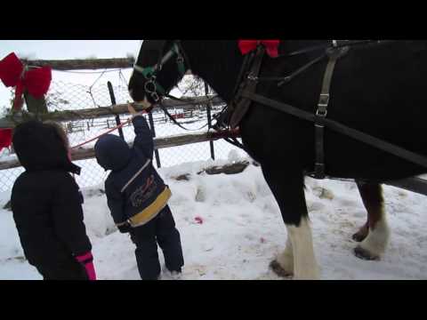 Horses Riding in the Snow - Ottawa Canada