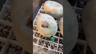 snake egg haggin #shorts