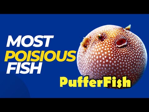 most poisonous fish the pufferfish | amazing abilities of pufferfish.