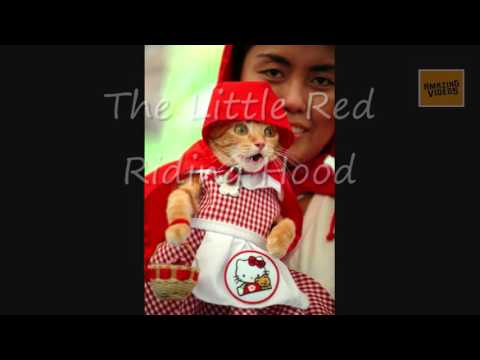 Funny Cat Images With Funny Quotes And Titles | Funny cat Images Compilations