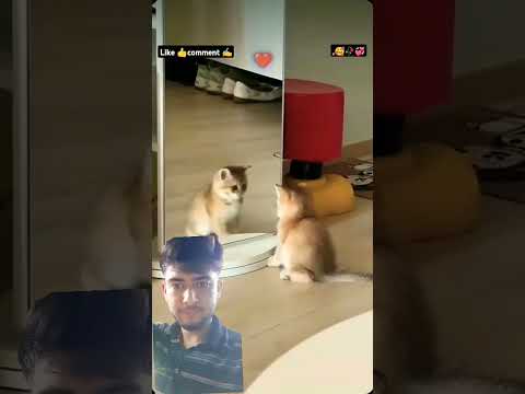 My cat is so tired 😹😺 #cat #catshort #trending #Subscribe #unfreez