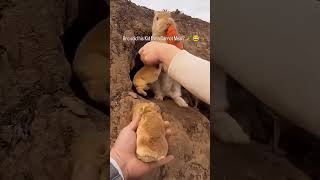 rabbit... #funny #trending #viral #youtubeshorts #ytshorts #shorts