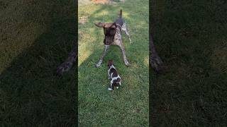 Playful German Shorthaired Pointers #friends #funny #animals #dogshorts