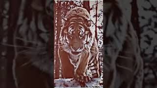 #abhilamb #shares #king #funny #youtubeshorts #ytshorts #exactcreator #first_vlog_video_kaise_banaye