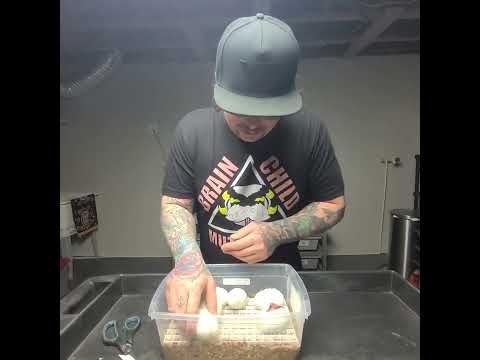 First Ball Python clutch of 2022 egg cutting!