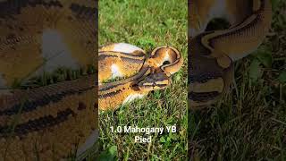 Mahogany Yellowbelly Pied Ball Python