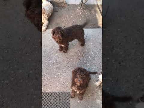 What's up 🐕‍🦺 #youtube #shorts #short #dog #doglovers #viral #foryou