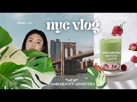 nyc vlog (new $350 variegated monstera, strawberry matcha)