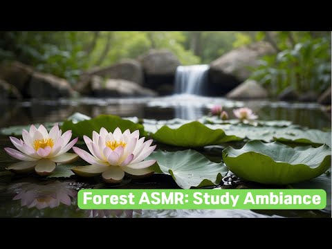 Enhance Your Focus with Forest ASMR: Study Ambiance