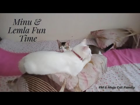 Minu & Lemla fun time 🤩😻💕
