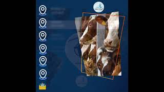 Rebornship Livestock Services - agency@rebornship.com -Turkey🇹🇷 #livestockmarketing #livestockmarket