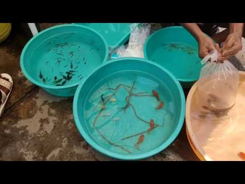 Galiff Street 16 June 2019| Pet Market | Kolkata