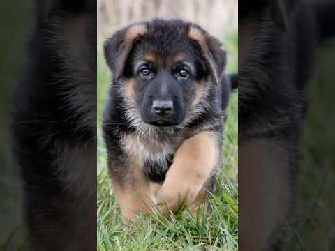 German Shepherd Puppies: Things You Didn’t Know!