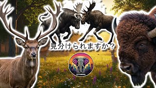角と角の違い  | 動物ドキュメンタリー