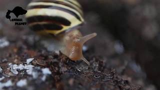 Amazing Micro Animals Slow Motion