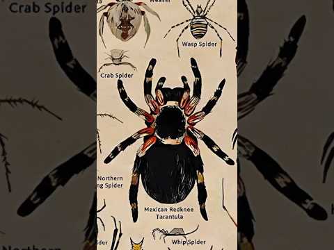 TYPES OF SPIDERS|MAXICAN RED KNEE SPIDER|PART-3|#creature #shorts @tseries @MrBeast