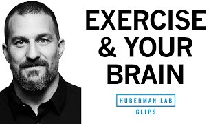How Exercise Affects the Brain and Learning | Dr. Andrew Huberman