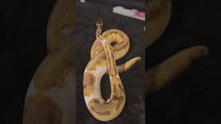 sully #ballpython #reptiles #ballpythonsnake #royalpythons #python #pets #snake #animals  #many