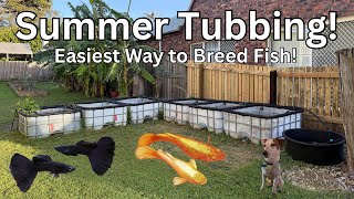 Outdoor Fish Breeding: My Complete Summer Tub Setup