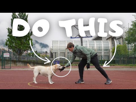 This 10-Second Habit Makes Dog Training 13X Better