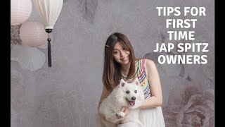 Diary 47: What first time japanese spitz owners should know! |Personality, tear stains etc