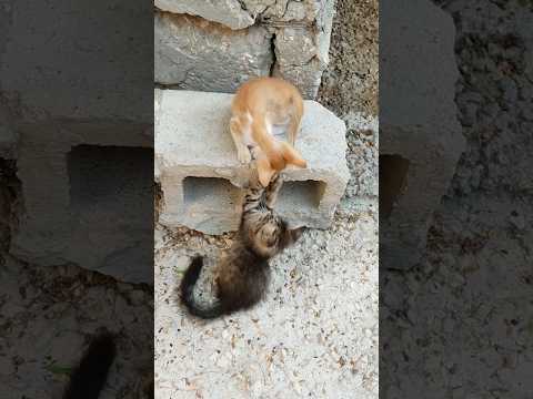 o bedardi song | animal's dokha 😣❤️‍🩹🥀 | #shorts #cat #song