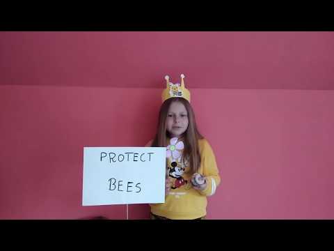 'Protect the Bees' by group 5.2 Jasionka, Early Stage Rzeszów