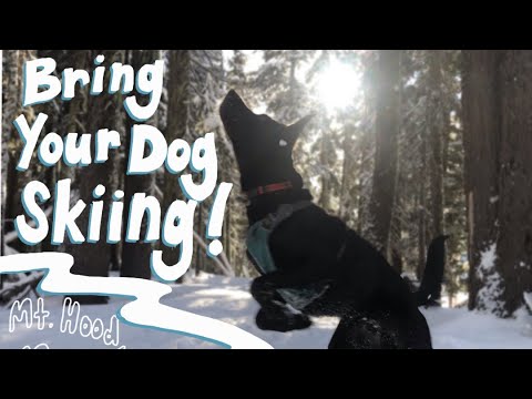 HOW TO BRING YOUR DOG SKIING || Mt Hood Meadows Dog Park