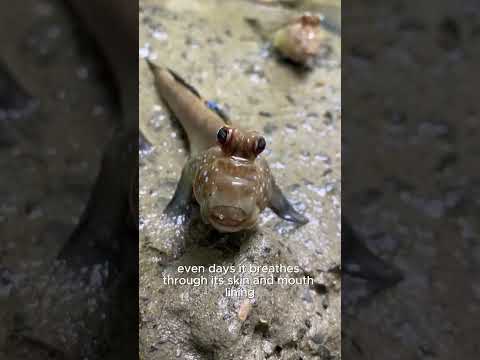 mudskipper