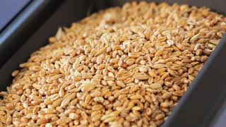 Connectivity in grain analysis explained at FOSS grain network meeting