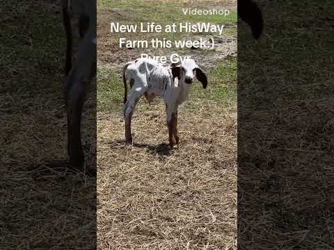 New pure Gyr calf this week at HisWay Farm!:)