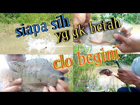 Strike babon bertubi-tubi pakai pancing jaring/spring bomb net