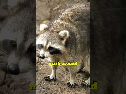 Raccoon Secrets Revealed! Why They're Nature's Clever Bandits | AnimalPark