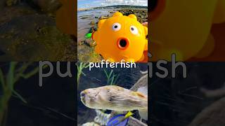 Harbour Learning | Sea Animal Names for Kids: Pufferfish Clownfish Cuttlefish Sea Lion Whale