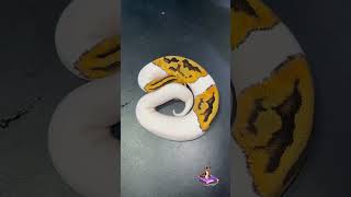 Introducing Bambi! #ballpython #royalpython #piedballpython #snake #reptiles #snakekeeping