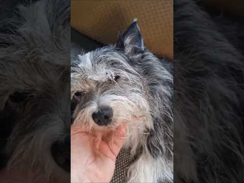 Bella the Dog: A Journey Through Cancer & Hope