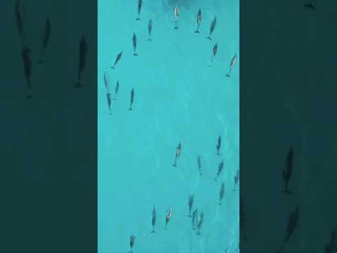 Beautiful Sharks in maldives #shots #shortvideo #youtubeshorts #maldives