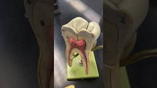 Tooth