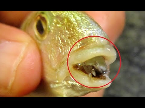 Creatures Bizarre Eating Habits
