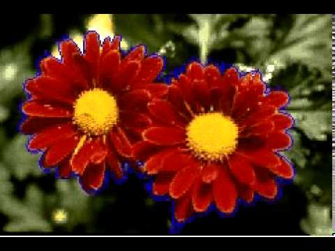 chanVeseRedFlowers_GMM.avi