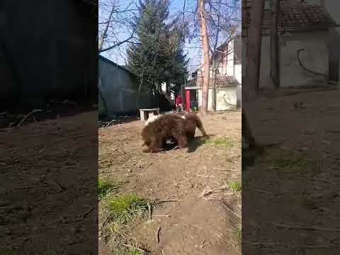 Sun And Fun ❤️#shorts #short #shortvideo #youtube #youtubechanel #youtubeshort #foryou #viral #dog