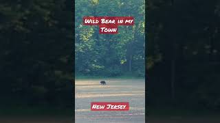 Bear on the loose in my town. Never seen one in the wild before. #familyfun #amimals