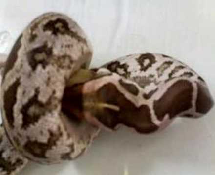 Indian python eating a small rat