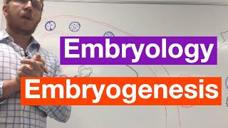 Embryogenesis | Embryology