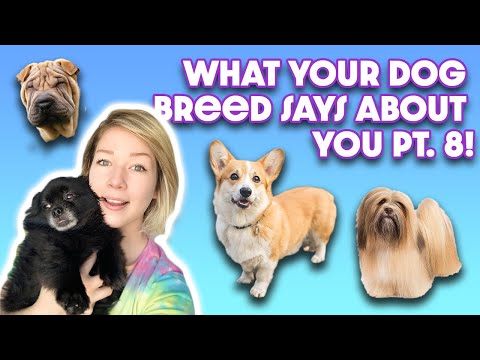 WHAT YOUR DOG BREED SAYS ABOUT YOU! Part 8: Shar Pei, Bernese Mt, Lhasa Apso, Corgi