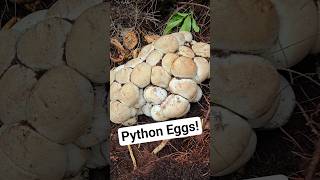 Python Nest #python #snake #shorts #wildlife #nature #dangerous #herping #crazy #florida #nest #eggs