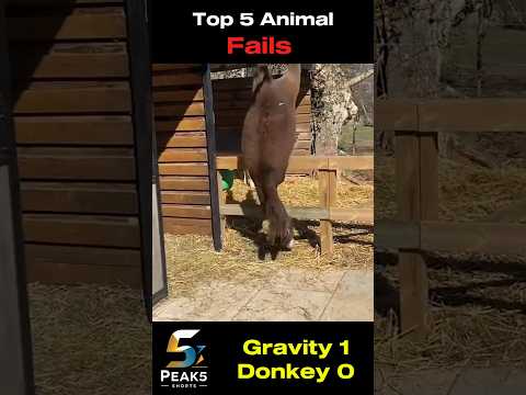 Top 5 Hilarious animal Mishaps That Will Leave You in Stitches! #funnymoments #funnyanimals  #comedy