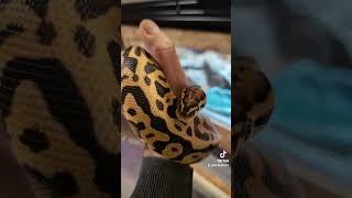 Python regius / Python royal #shorts #serpent #reptiles #pythonregius #newyear #animals