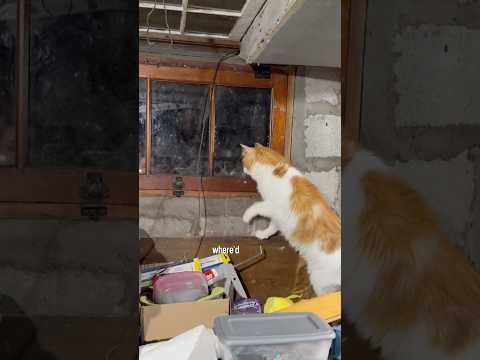 The end tho #percythecat #catsofyoutube #funny #angrycat #talkingcats Nemesis orTrue love? #shecute