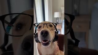 Work from home be like...